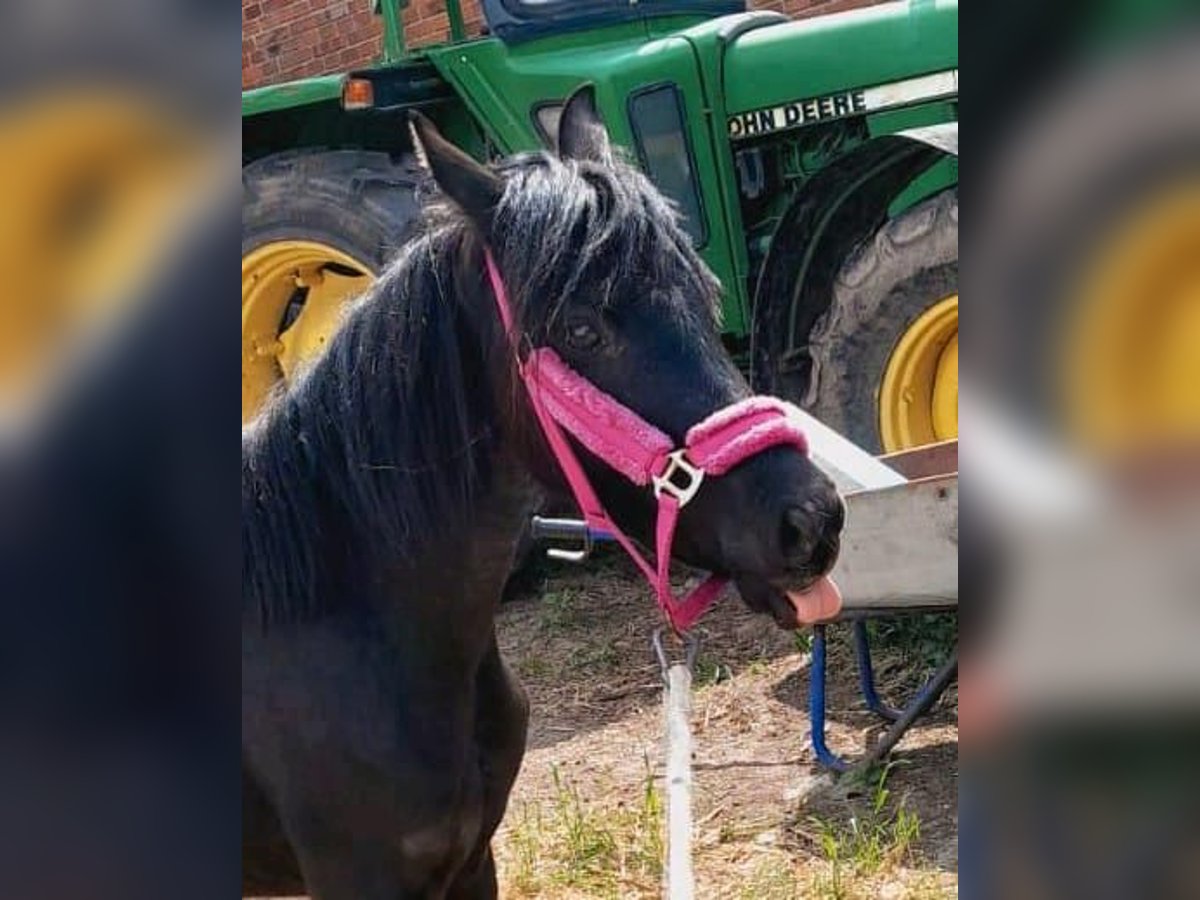 Welsh B Mare 3 years 12,2 hh Black in Extertal