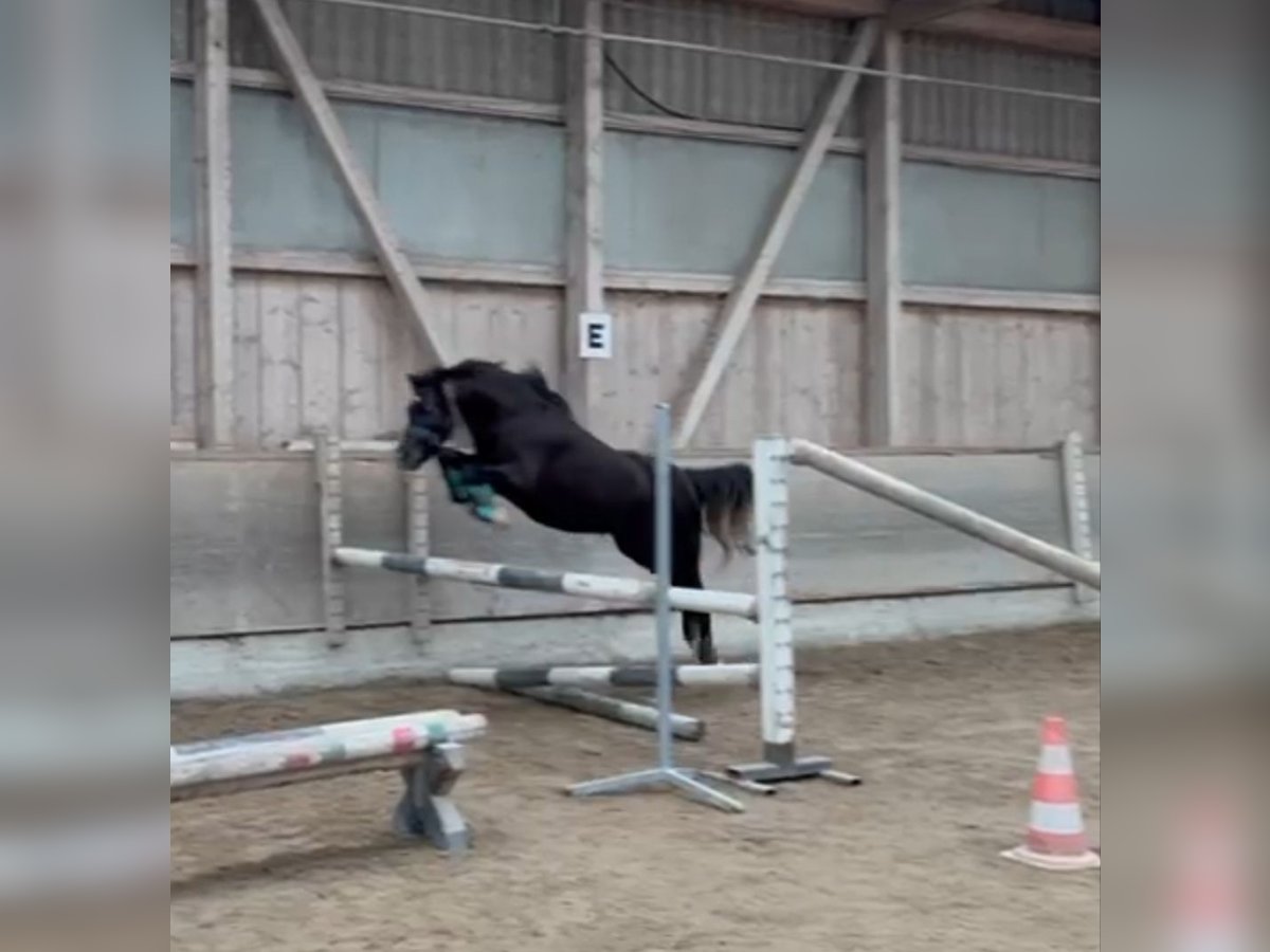 Welsh B Mare 3 years 12,2 hh Black in Appenzell