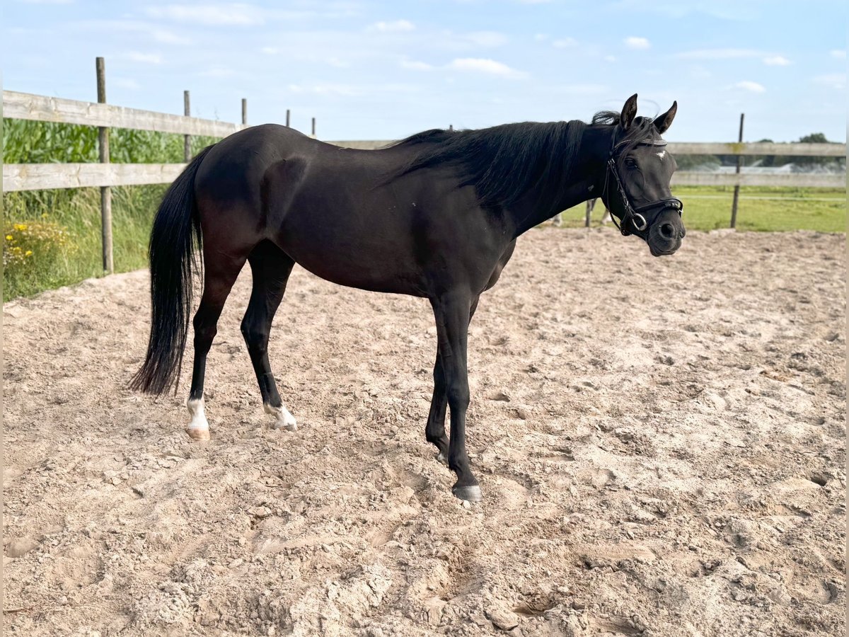 Welsh B Mare 3 years 12,2 hh Black in Roosendaal