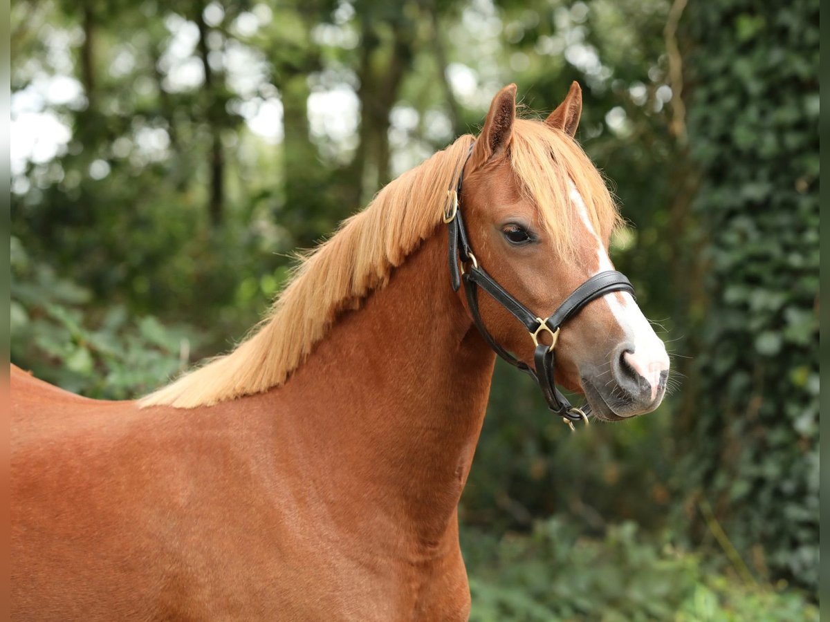 Welsh B Mare 3 years 12,2 hh Chestnut-Red in Aalten