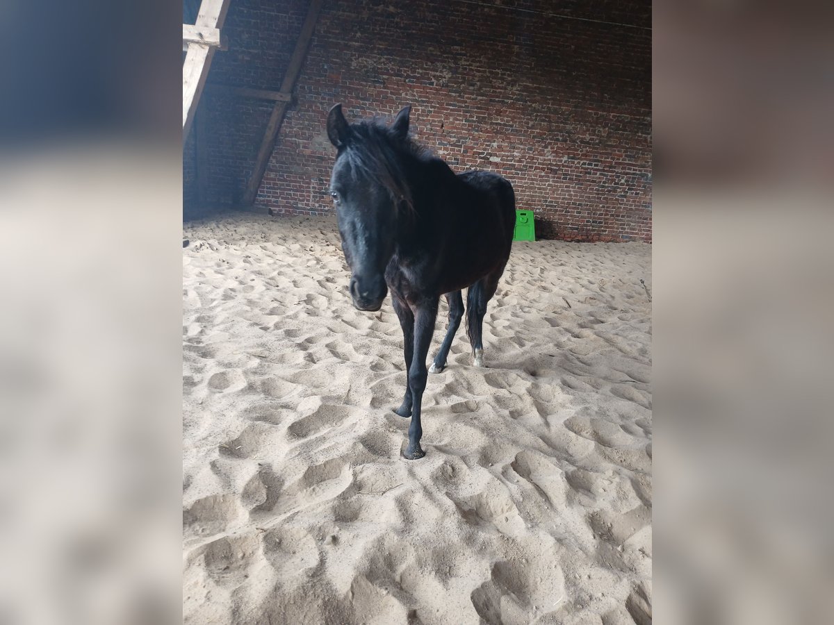 Welsh B Mare 3 years 12,2 hh Black in Extertal