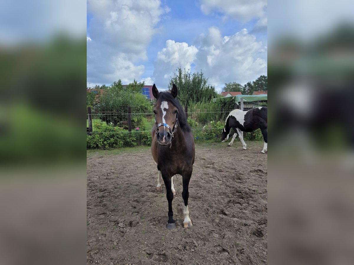 Welsh B Mare 4 years 12,2 hh Bay-Dark in Kloster Lehnin