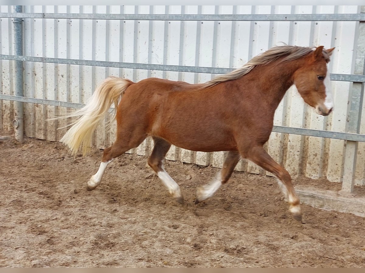 Welsh B Mare 4 years 12,2 hh Chestnut-Red in Landolfshausen OT Mackenrode