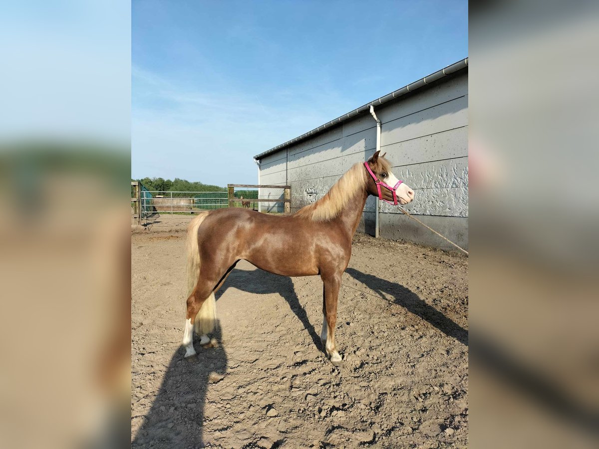 Welsh B Mare 4 years 12,2 hh Chestnut-Red in Puurs