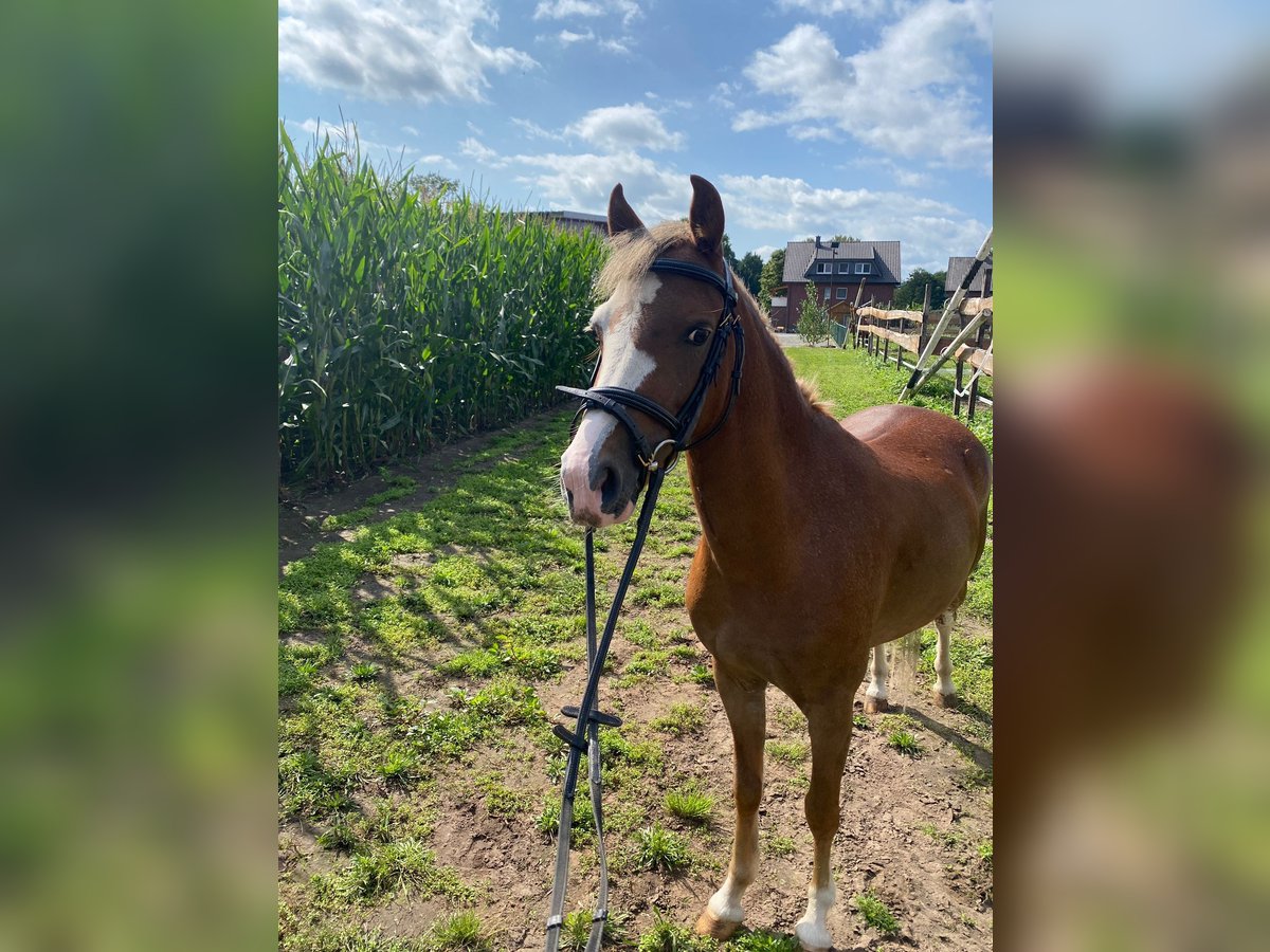 Welsh B Mare 4 years 12 hh Chestnut-Red in Harsewinkel