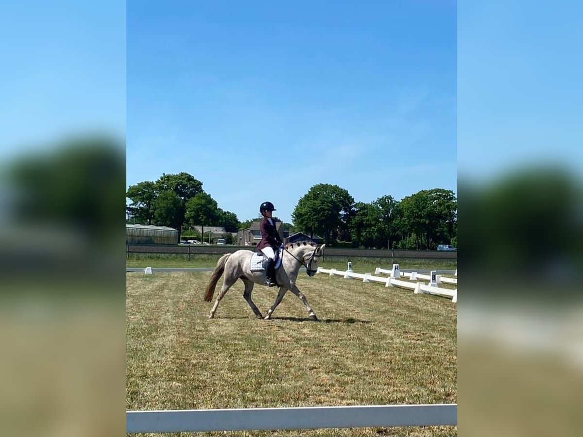 Welsh B Mare 4 years 12,1 hh in Mill