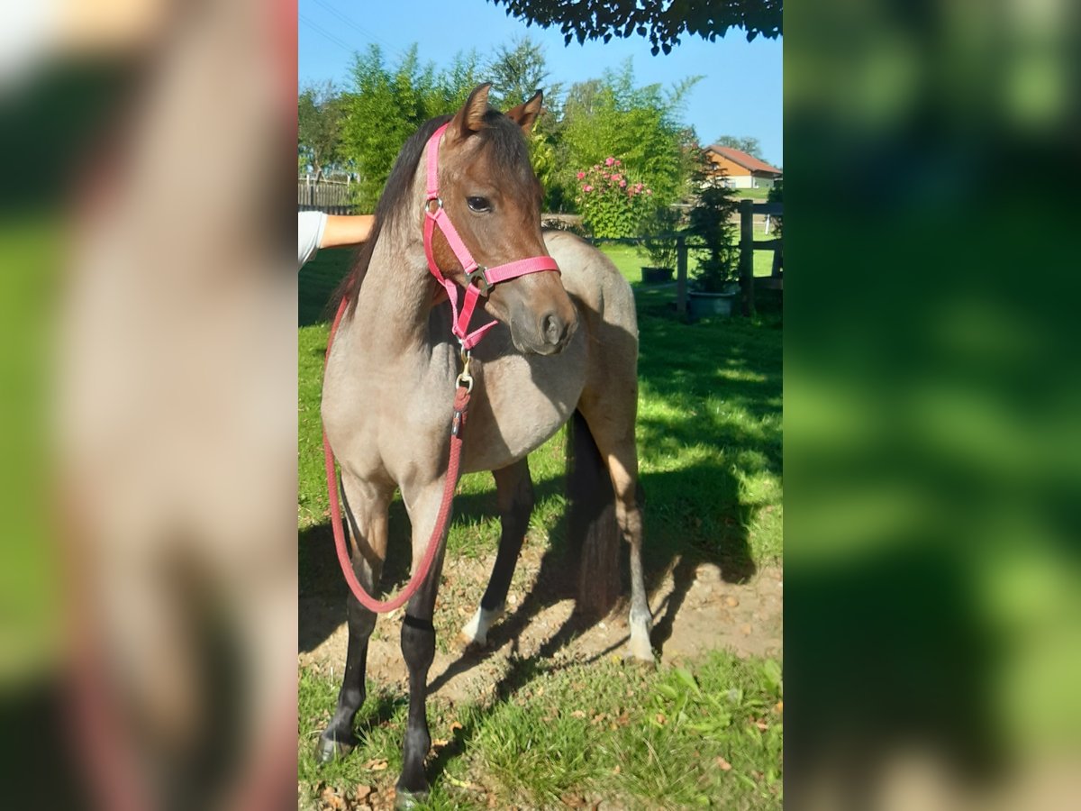 Welsh B Mare 4 years 12,1 hh Roan-Bay in Probenzing