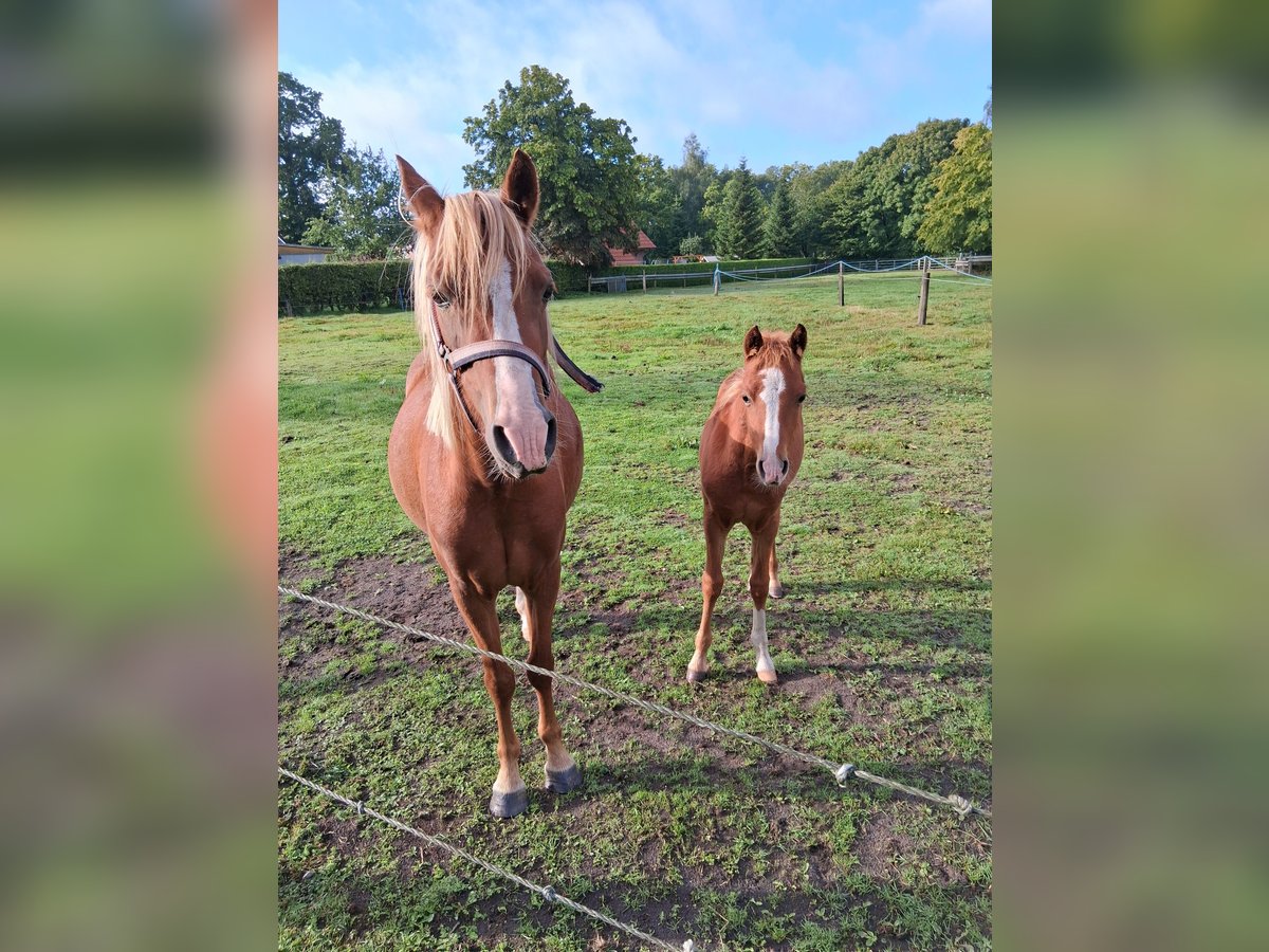 Welsh B Mare 4 years 12,2 hh Chestnut-Red in Gro&#xDF;efehn Bagband