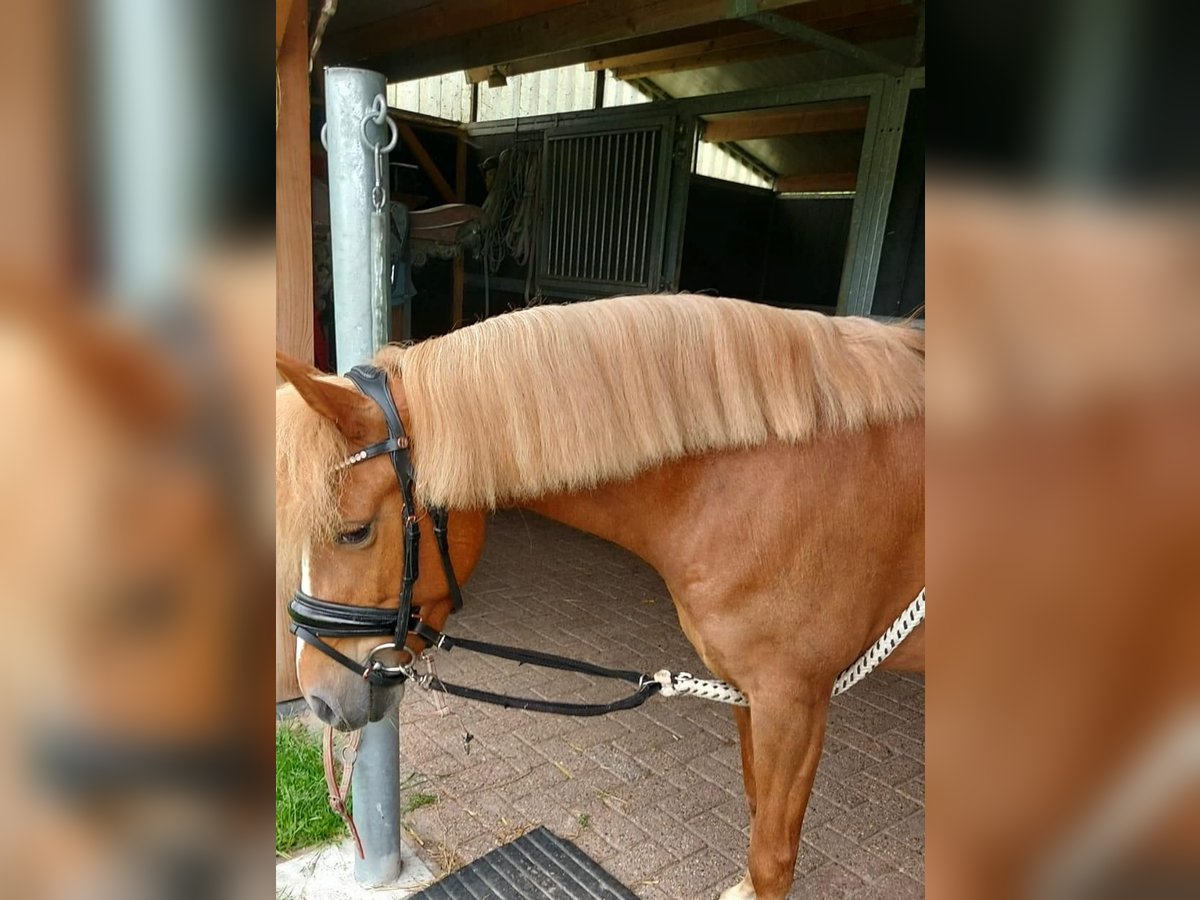 Welsh B Mare 5 years 12,1 hh Chestnut-Red in Mariahout