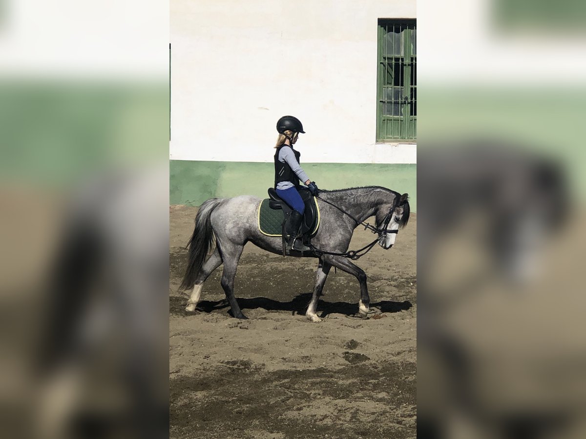 Welsh B Mare 5 years 12,3 hh in La Pobla de Vallbona