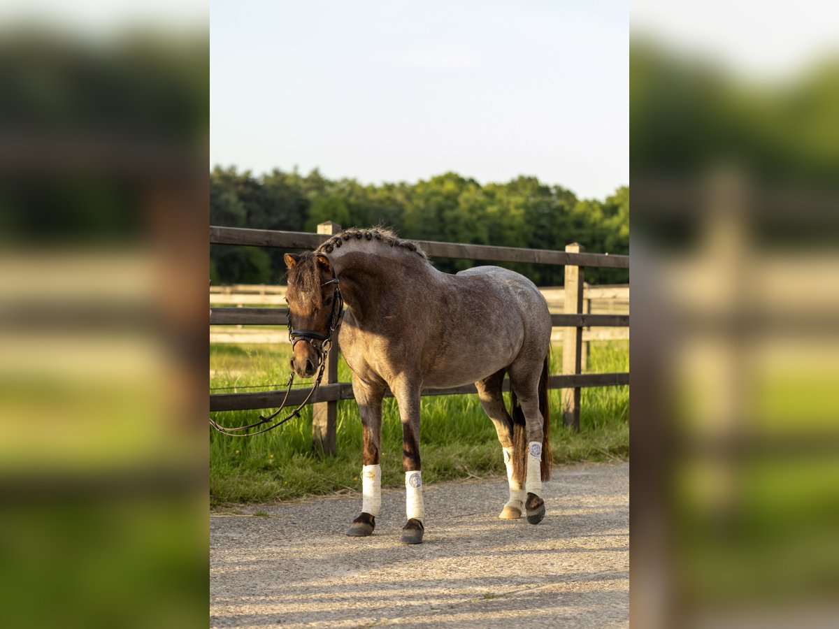 Welsh B Mare 5 years 12,1 hh Roan-Red in Lünen