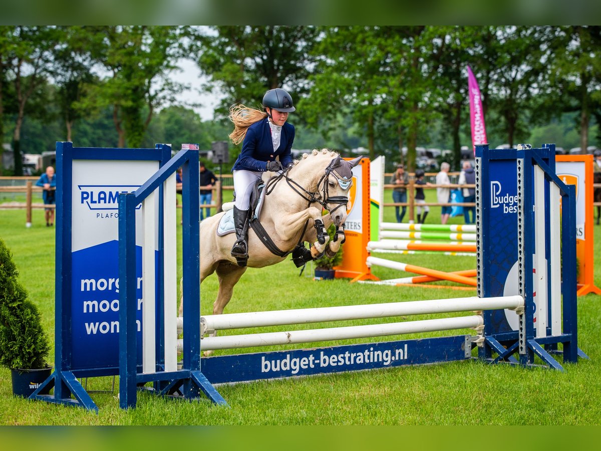 Welsh B Mare 6 years 12,1 hh Palomino in IJsselmuiden