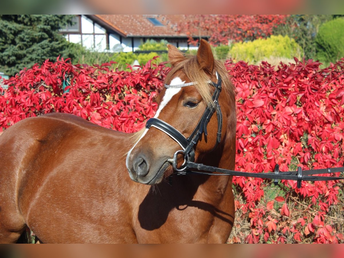 Welsh B Mare 6 years 12,3 hh Chestnut-Red in Trebbin