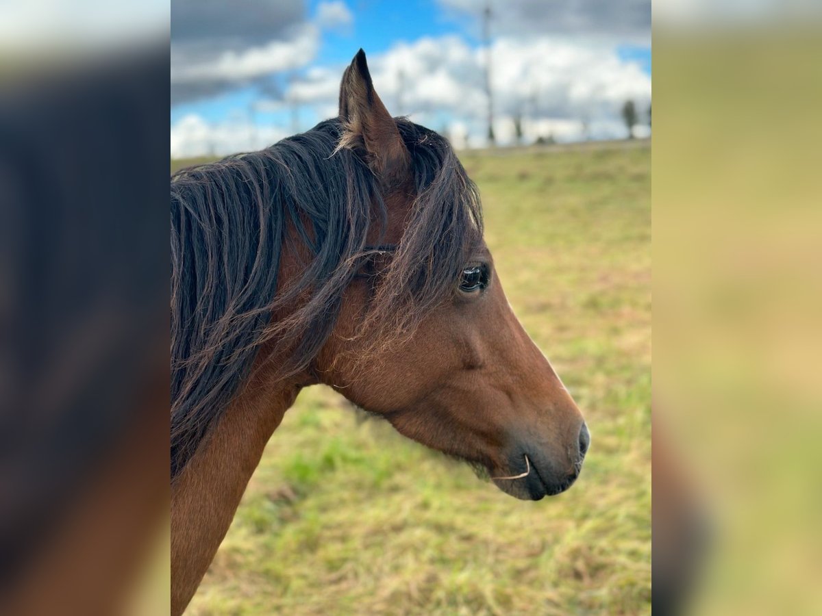 Welsh B Mare 6 years 12,2 hh Brown in Bad W&#xFC;nnenberg