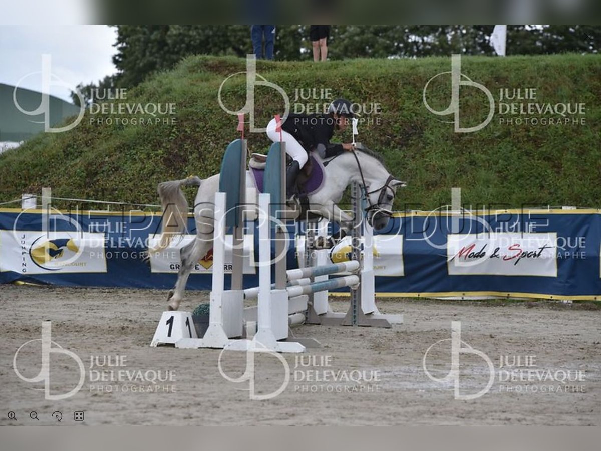 Welsh B Mare 6 years 12,2 hh Grey in La Flamengrie