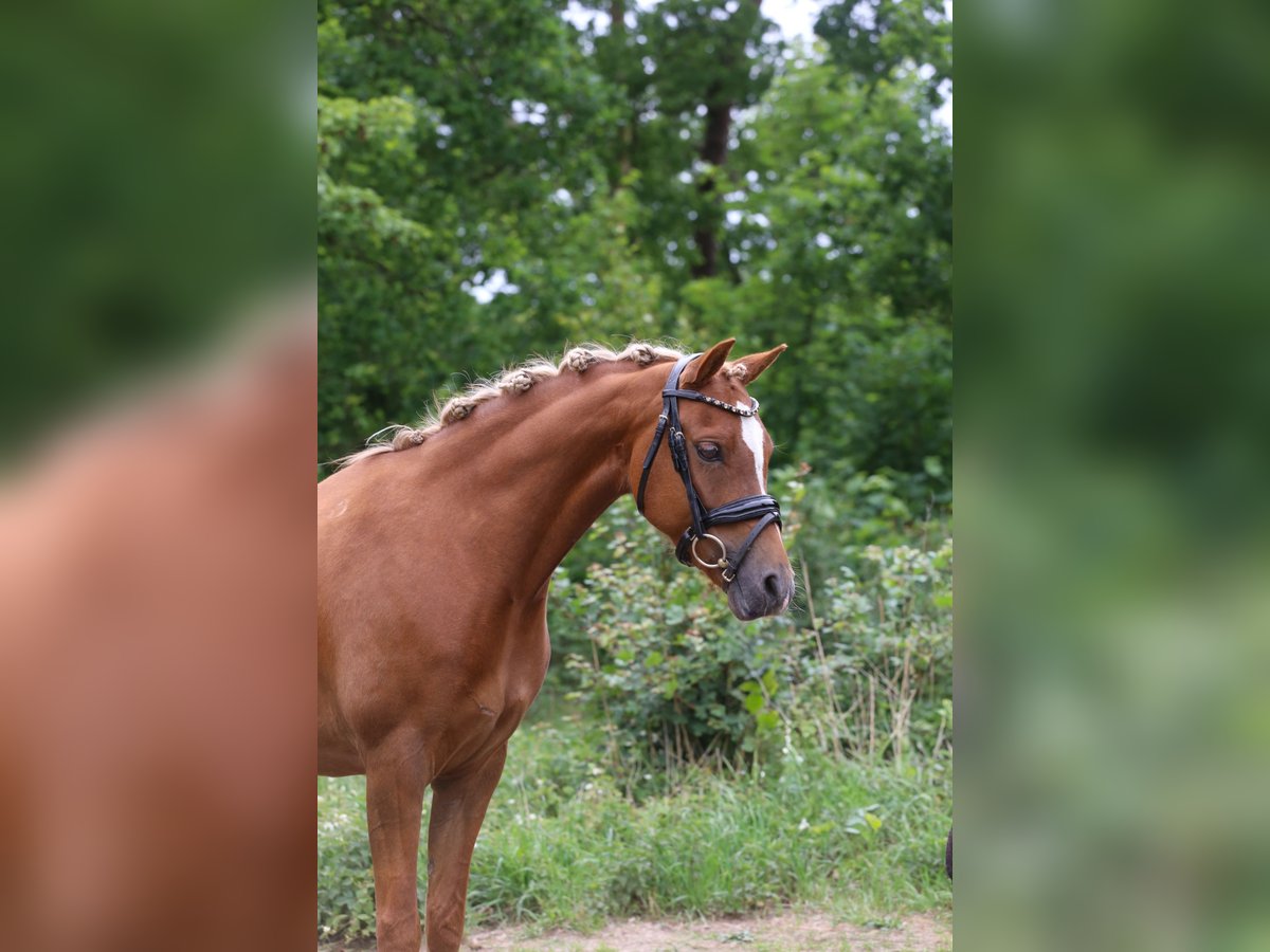 Welsh B Mare 6 years 13 hh Chestnut-Red in Heemskerk