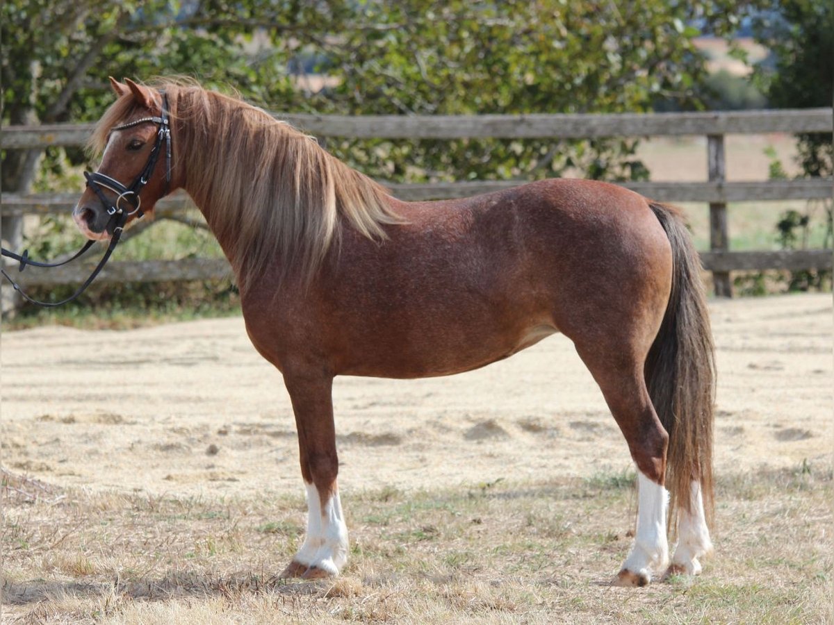 Welsh B Mare 7 years 12,1 hh Chestnut-Red in Rechnitz