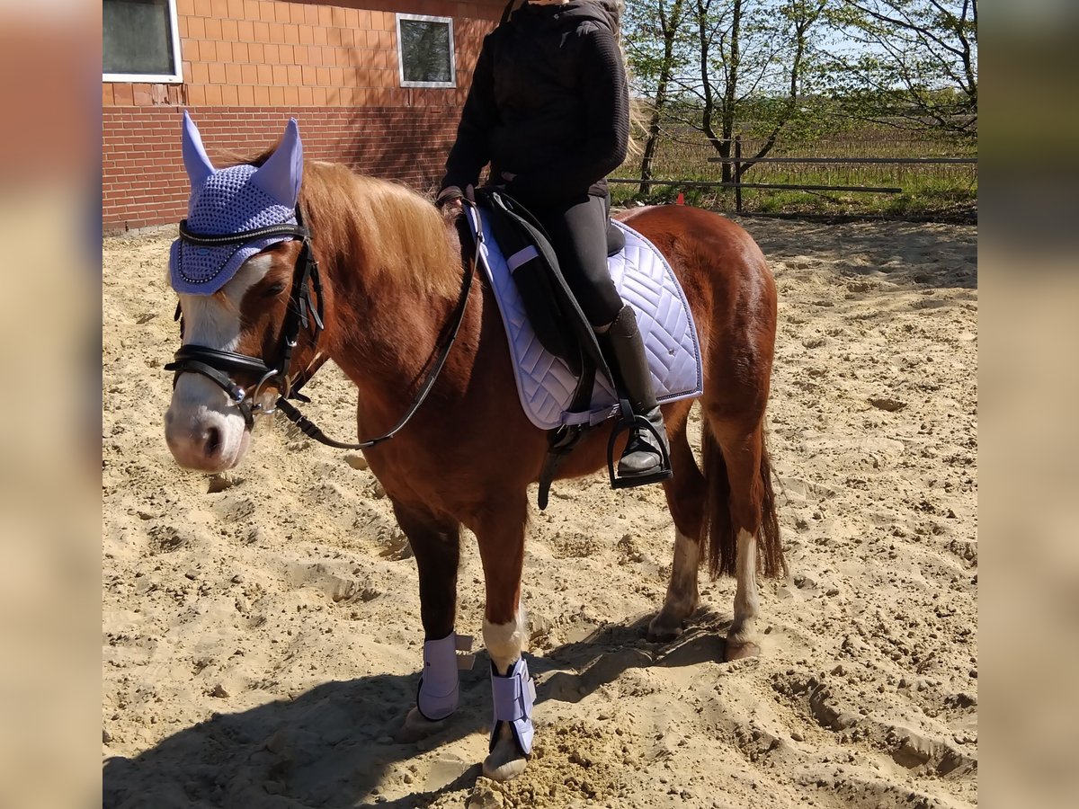 Welsh B Mare 7 years 12,2 hh Chestnut-Red in Neulehe