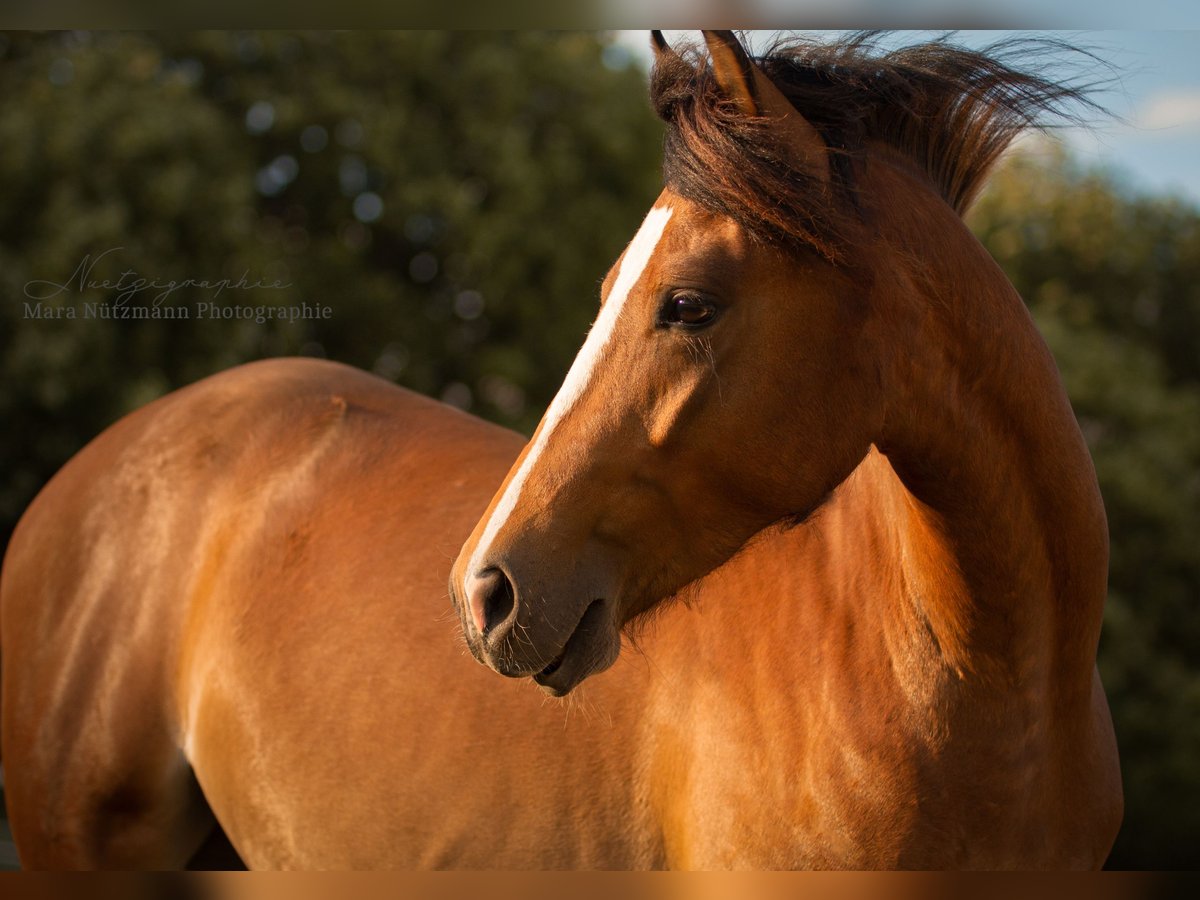 Welsh B Mare 7 years 13 hh Brown in Düsseldorf