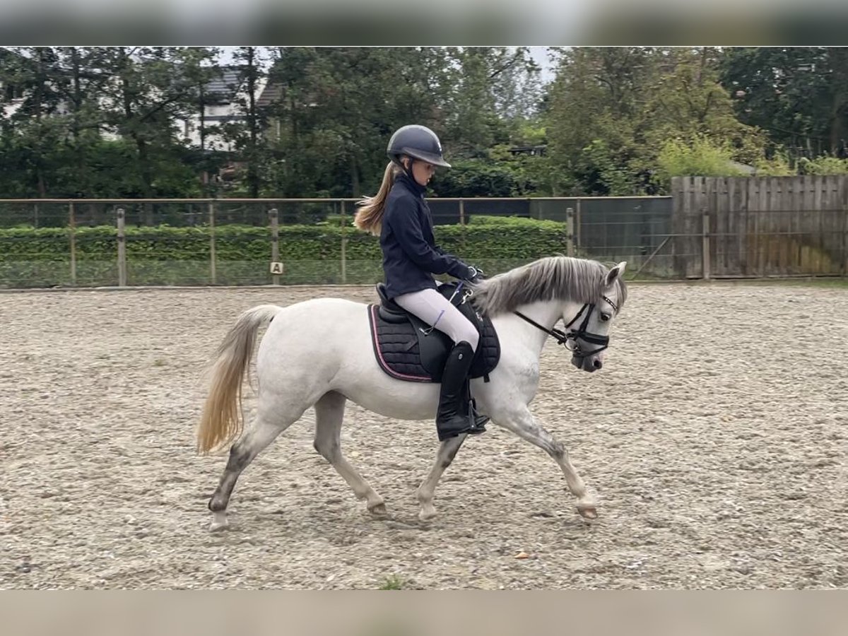 Welsh B Mare 8 years 11,3 hh Gray in Stampersgat