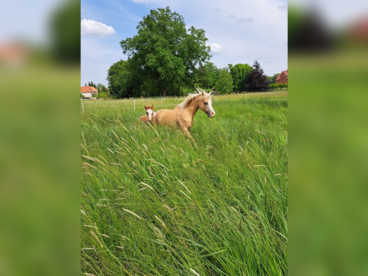 Welsh B Mare 8 years 12,2 hh Palomino in Springe