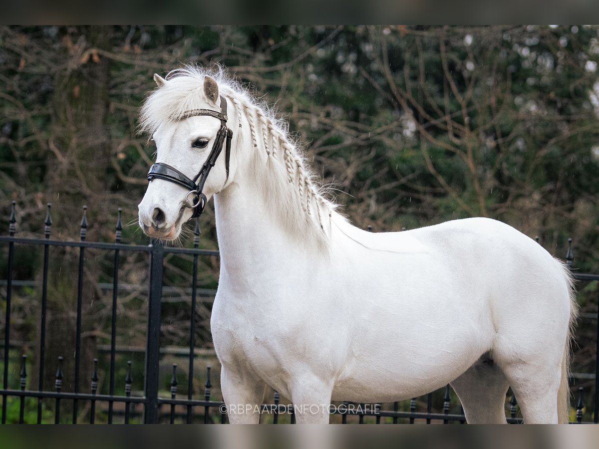 Welsh B Mare 9 years 12 hh Gray in Voorthuizen