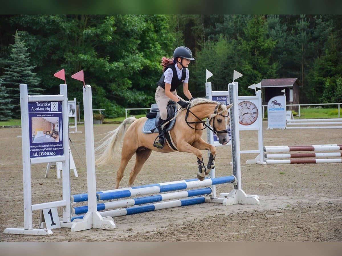 Welsh B Mare 9 years 13 hh Palomino in &#x17B;nin