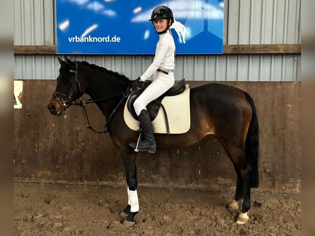 Welsh B Mare 9 years 13,1 hh Brown in Süderlügum Welsh B Mare 9 years 13,1 hh Brown in Süderlügum