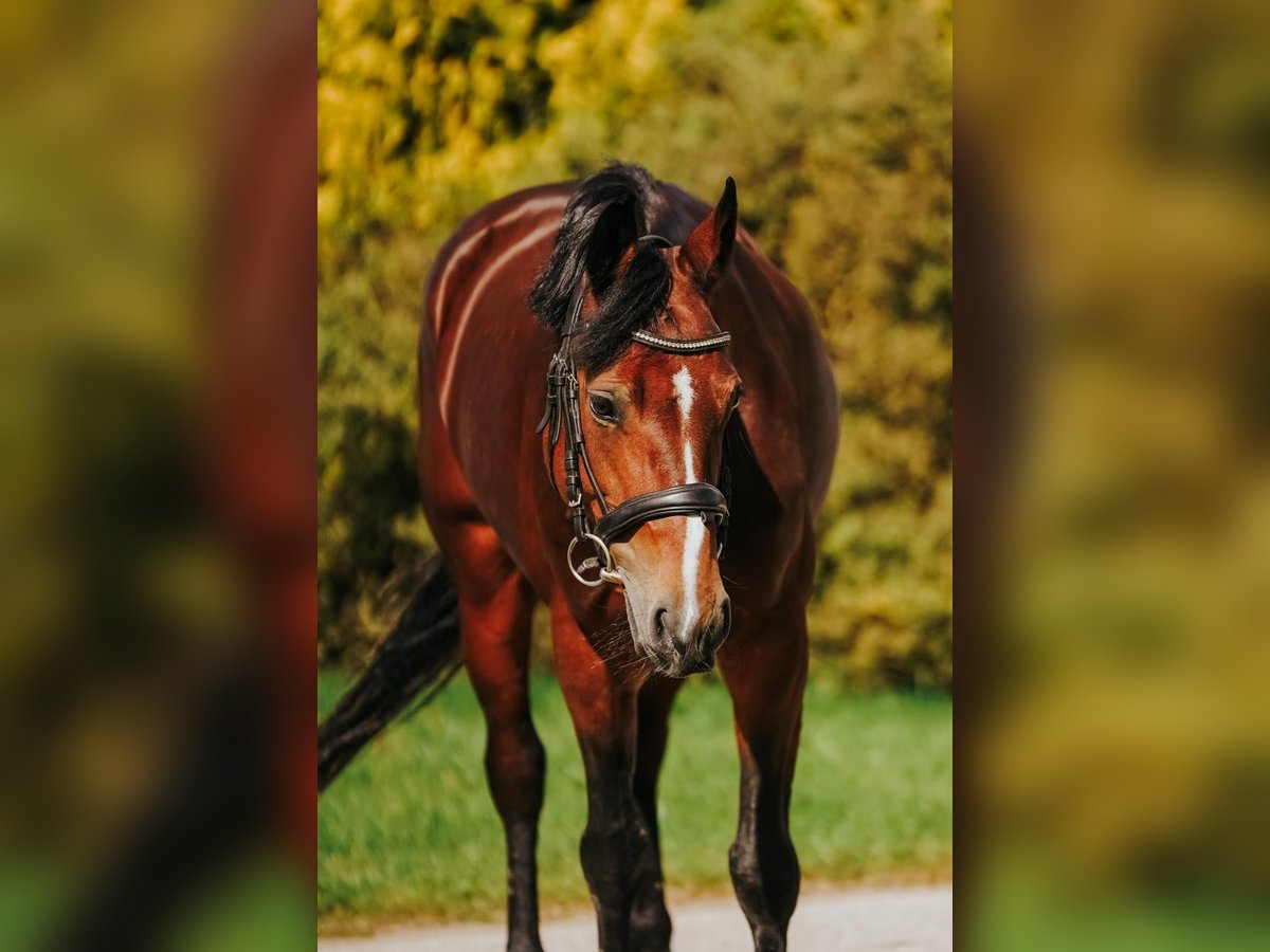 Welsh B Mix Mare 9 years 14 hh Bay in Pi&#x146;&#x137;i, M&#x101;rupes novads