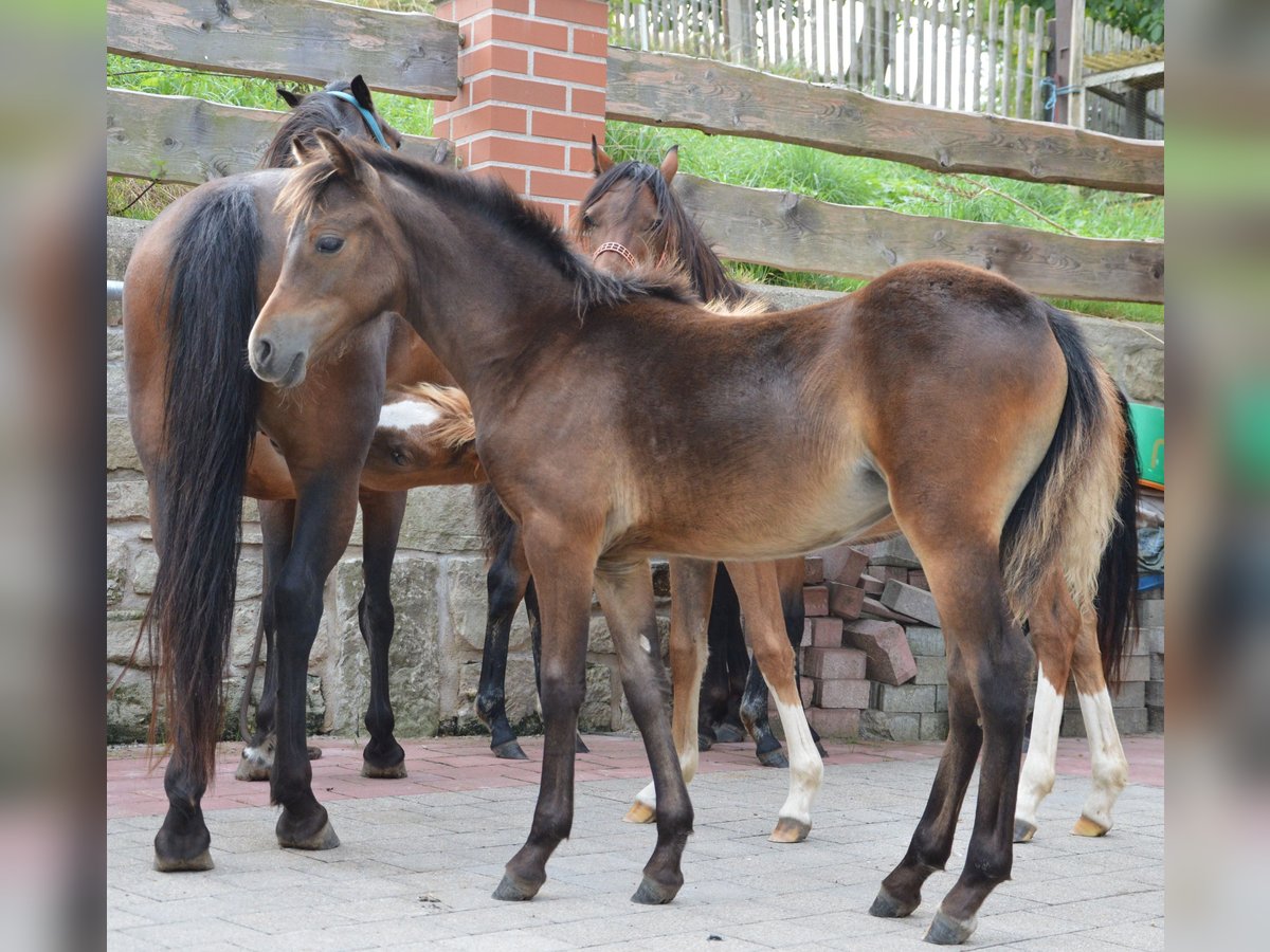 Welsh B Mare Foal (04/2024) 12,1 hh Brown in Reichenbach