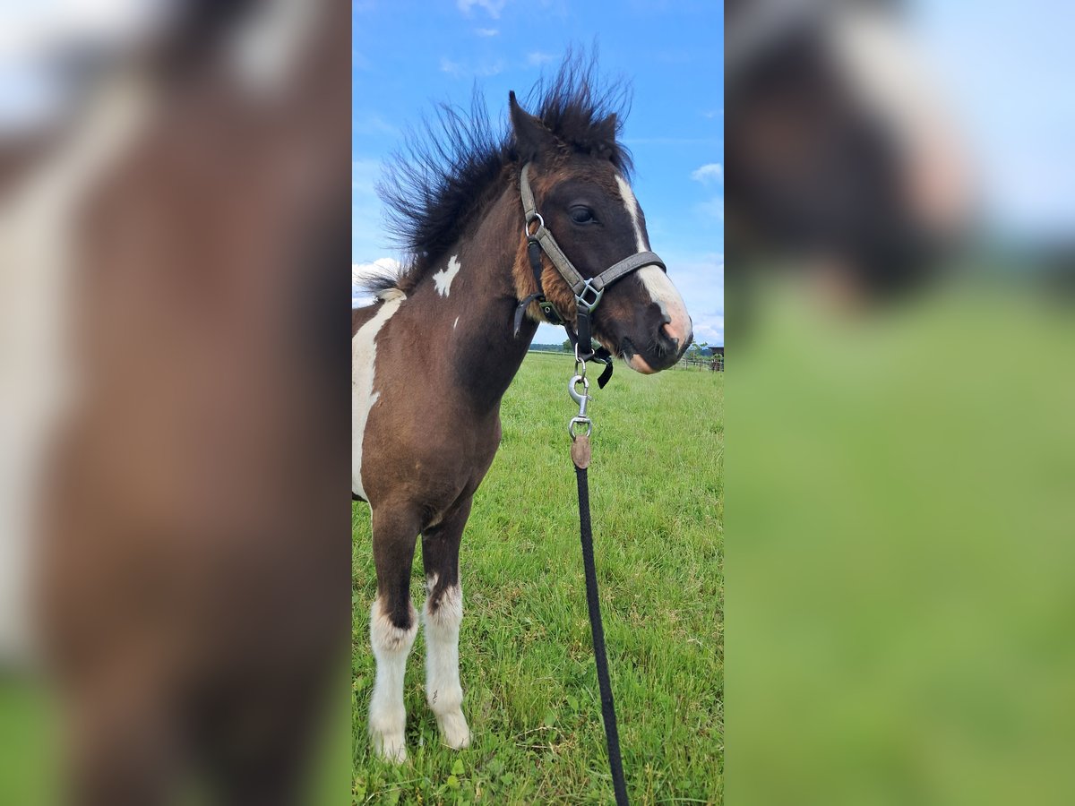Welsh B Mix Mare  12,2 hh Pinto in Weistrach