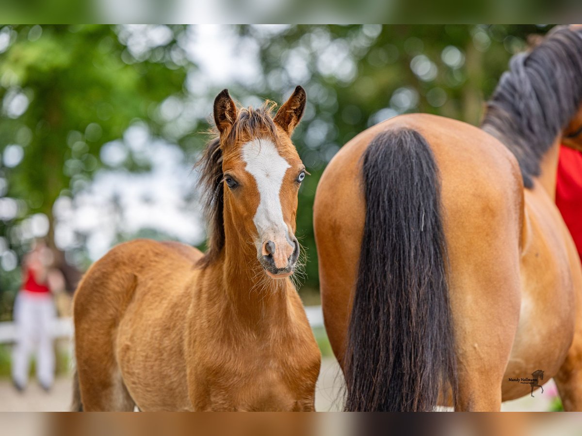 Welsh B Mare Foal (04/2025) 12,3 hh Brown in Norden