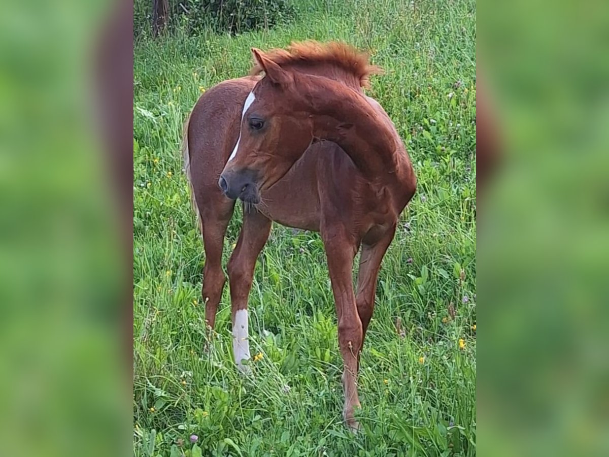 Welsh B Mare Foal (05/2024) 13,1 hh Chestnut in Liebenburg