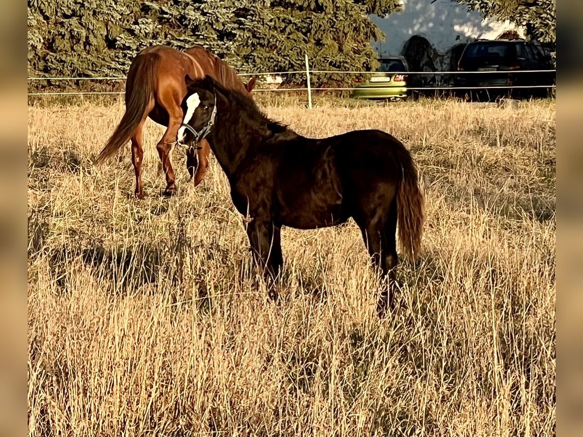 Welsh B Mare Foal (05/2025) 13 hh Black in Nexdorf