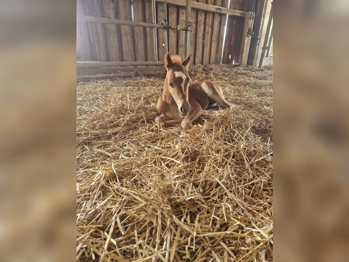 Welsh B Mare  13 hh Chestnut-Red in Filderstadt