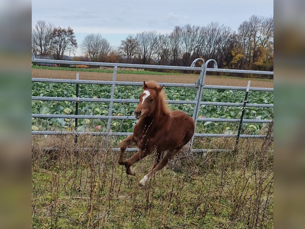 Welsh B Mare Foal (07/2025) 13 hh Chestnut-Red in Filderstadt