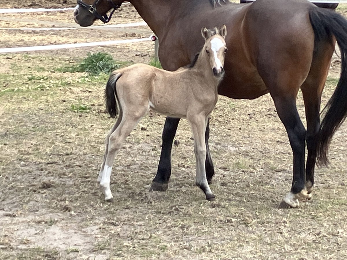 Welsh B Mare  13,1 hh Buckskin in Dötlingen
