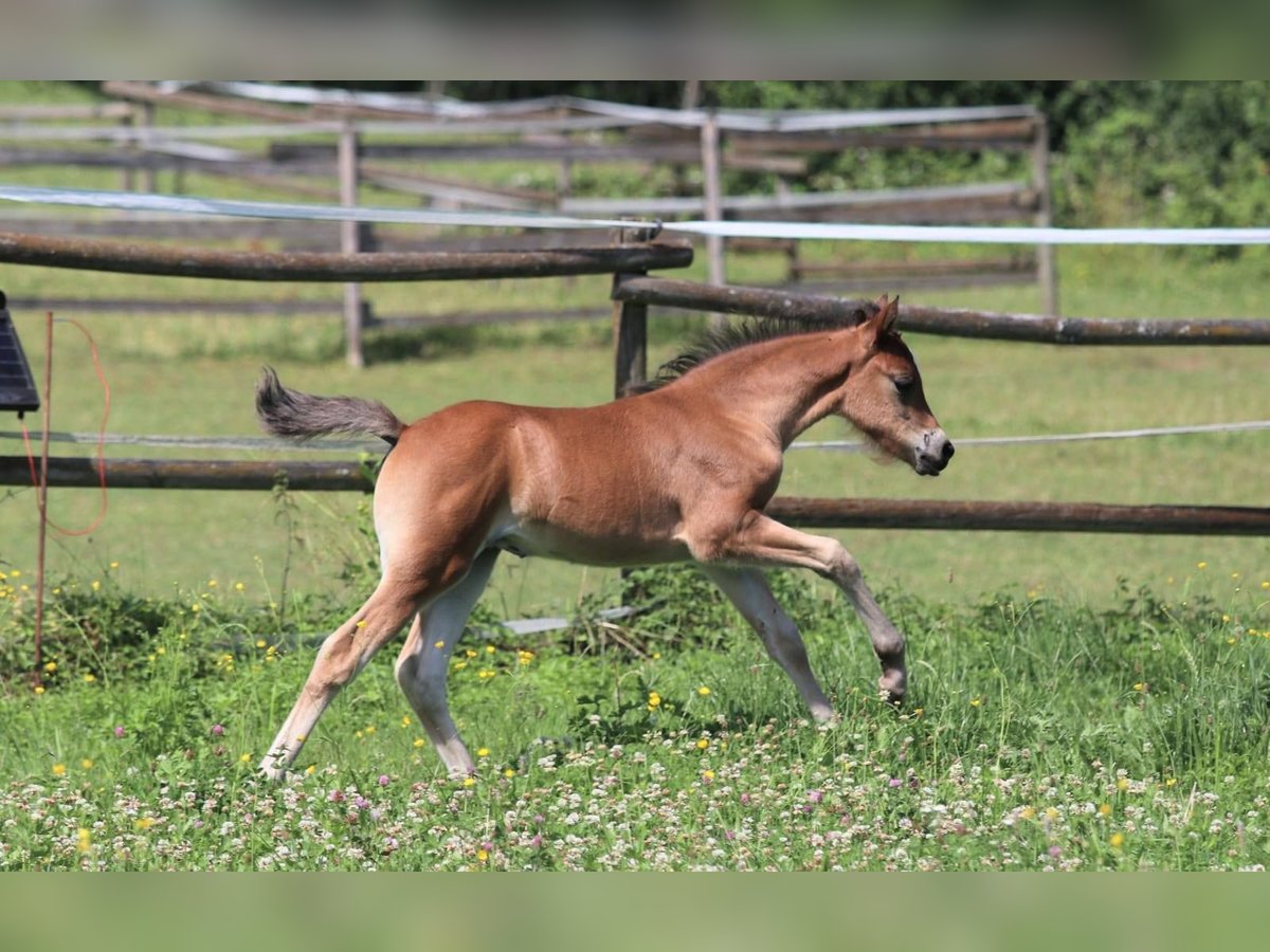 Welsh B Mare Foal (05/2025) Brown in Ebersbach an der Fils