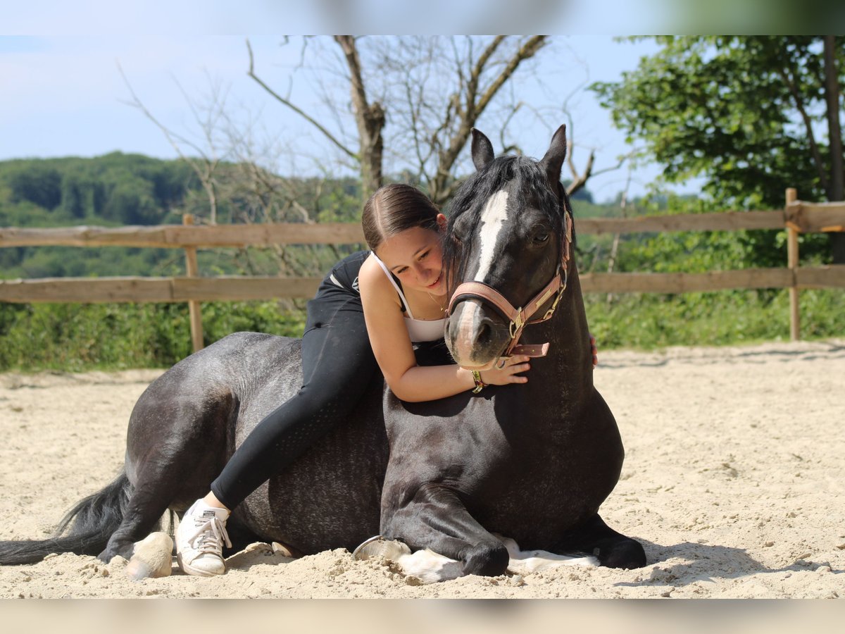 Welsh-B Merrie 11 Jaar 128 cm Zwart in Overath