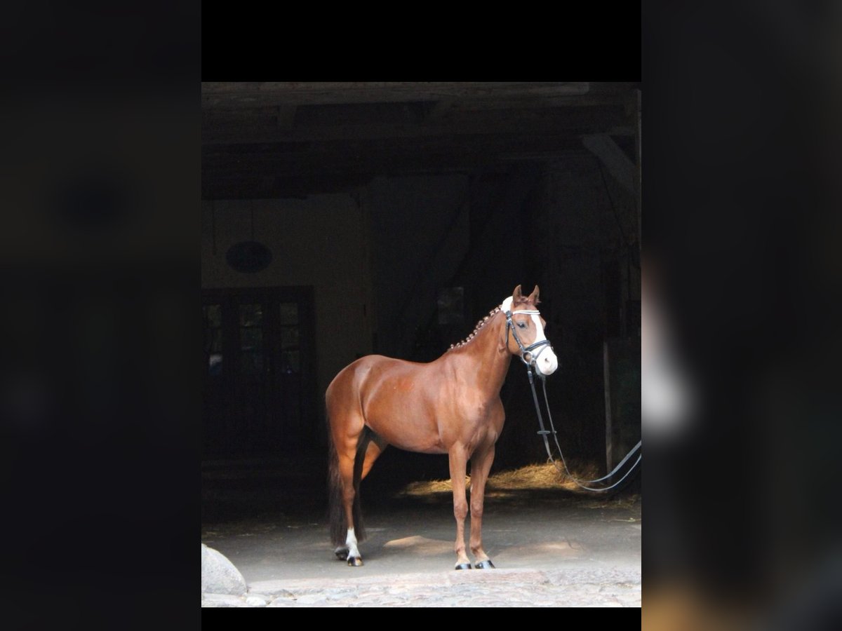 Welsh-B Merrie 15 Jaar 132 cm Vos in Lamstedt Welsh-B Merrie 15 Jaar 132 cm Vos in Lamstedt