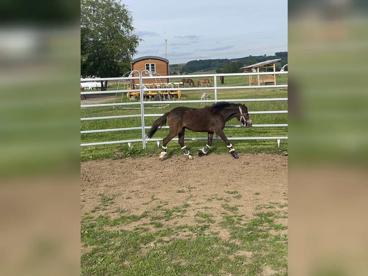 Welsh-B Mix Merrie 1 Jaar 110 cm Buckskin in Bad Wurzach
