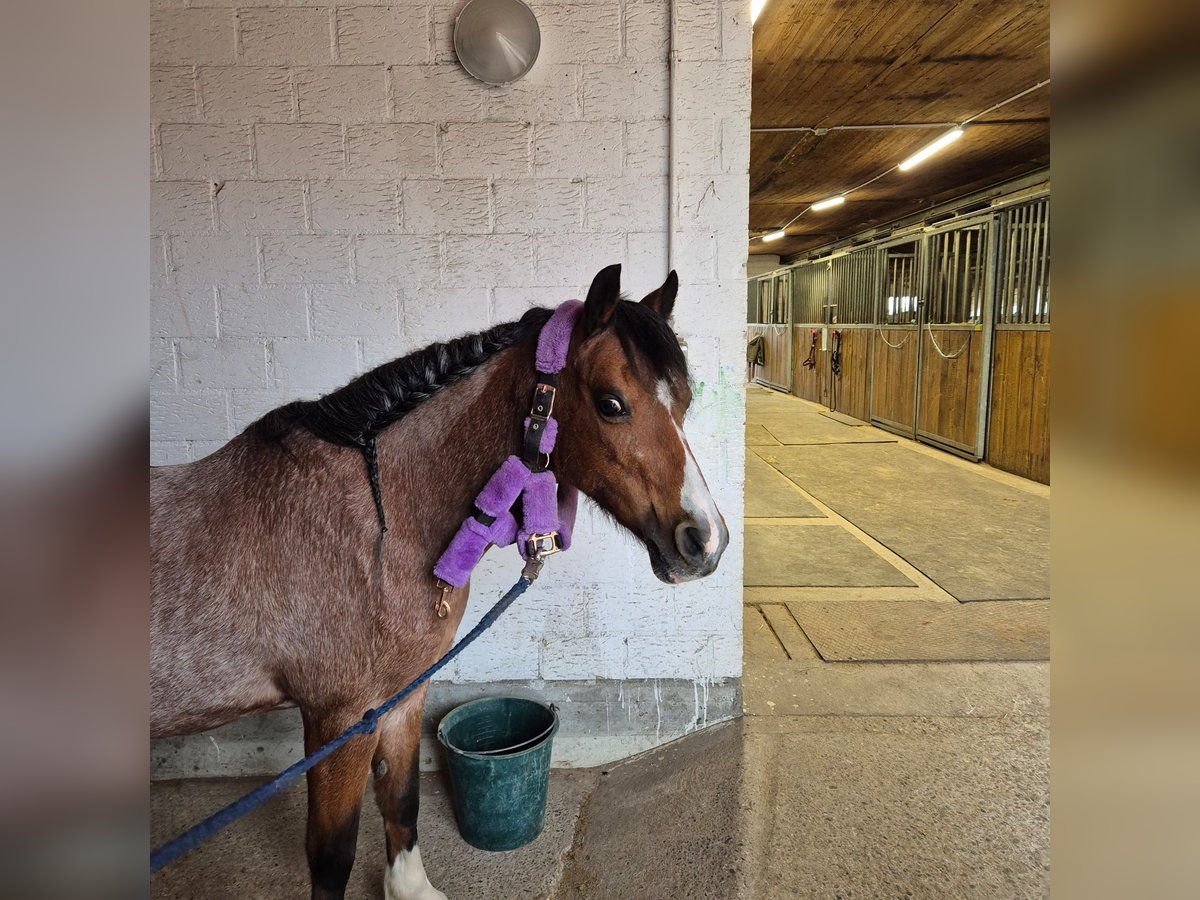 Welsh-B Merrie 22 Jaar 123 cm Bruin in Meinisberg