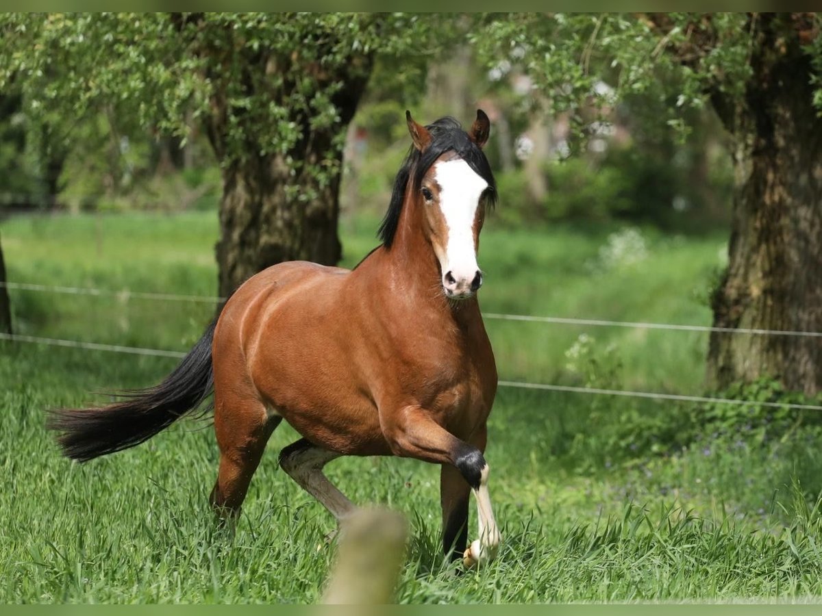 Welsh-B Merrie 3 Jaar 134 cm Bruin in Aalten