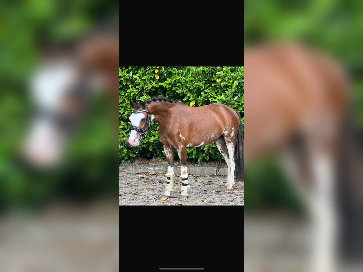 Welsh-B Merrie 5 Jaar 116 cm Bruin in Augustinusga