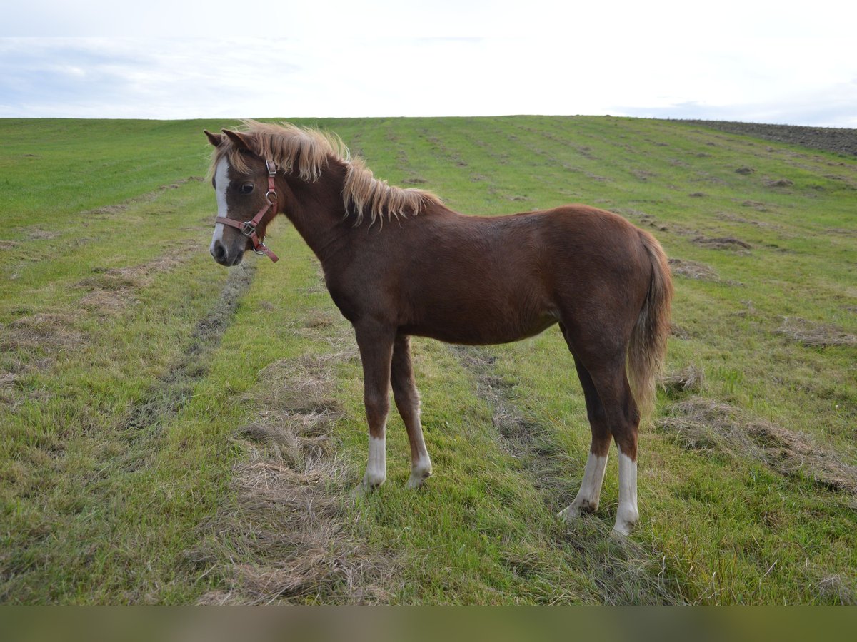 Welsh-B Merrie veulen (04/2024) Donkere-vos in Reichenbach