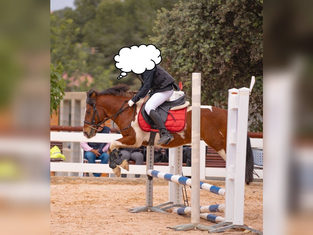 Welsh-B Mix Ruin 15 Jaar 127 cm Gevlekt-paard in Lleida