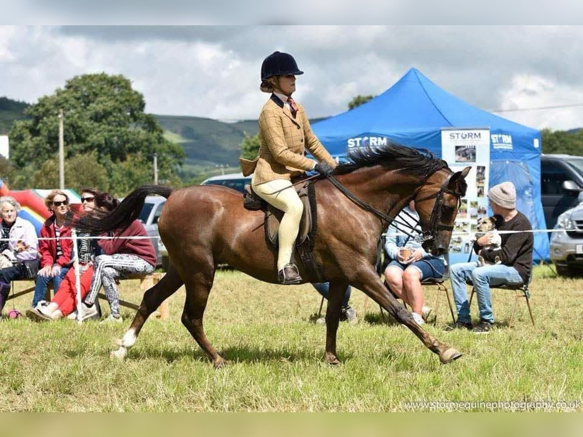 Welsh-B Ruin 16 Jaar 142 cm Donkere-vos in Cork