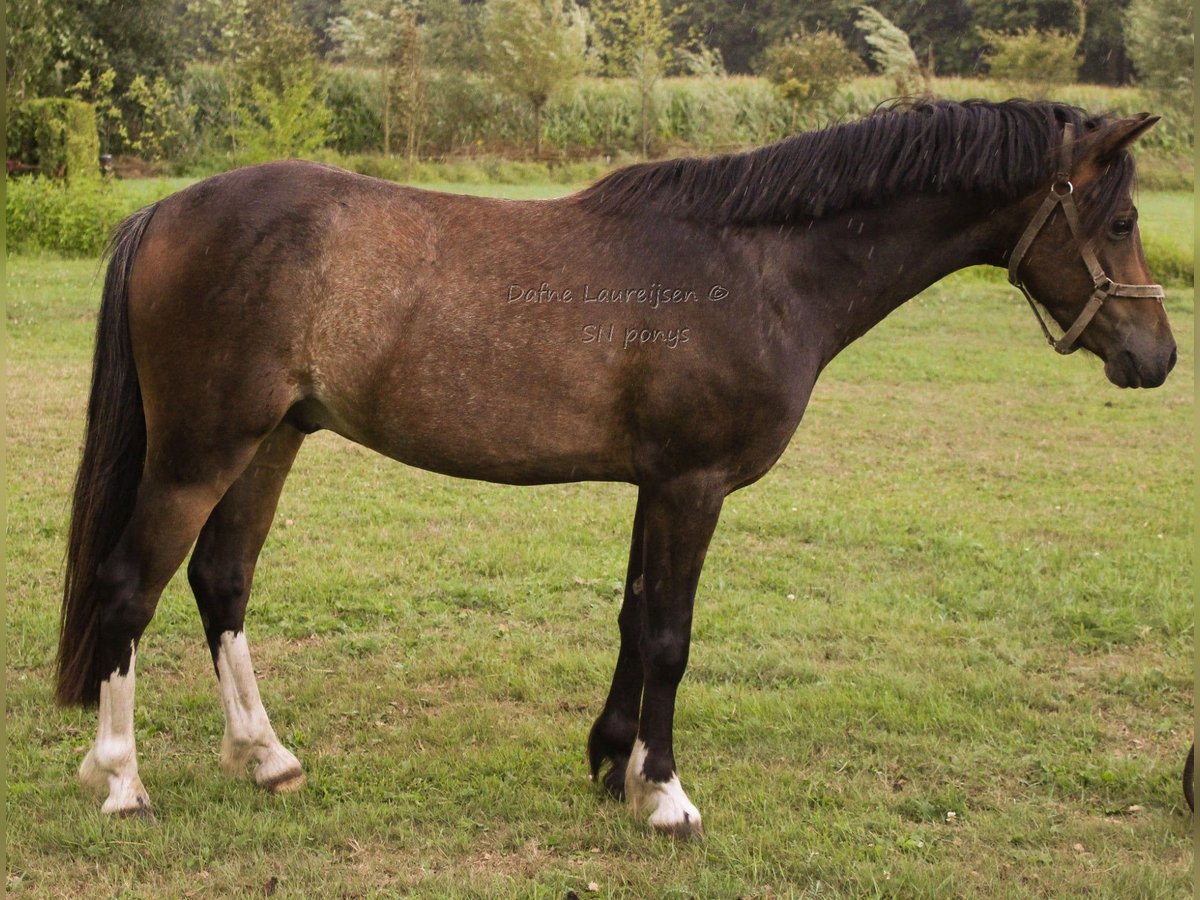Welsh-B Ruin 3 Jaar 124 cm Donkerbruin in Boxtel