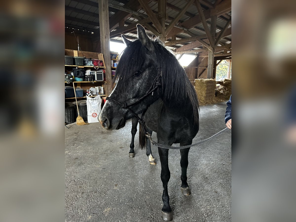 Welsh-B Mix Ruin 3 Jaar 134 cm kan schimmel zijn in Biberbach