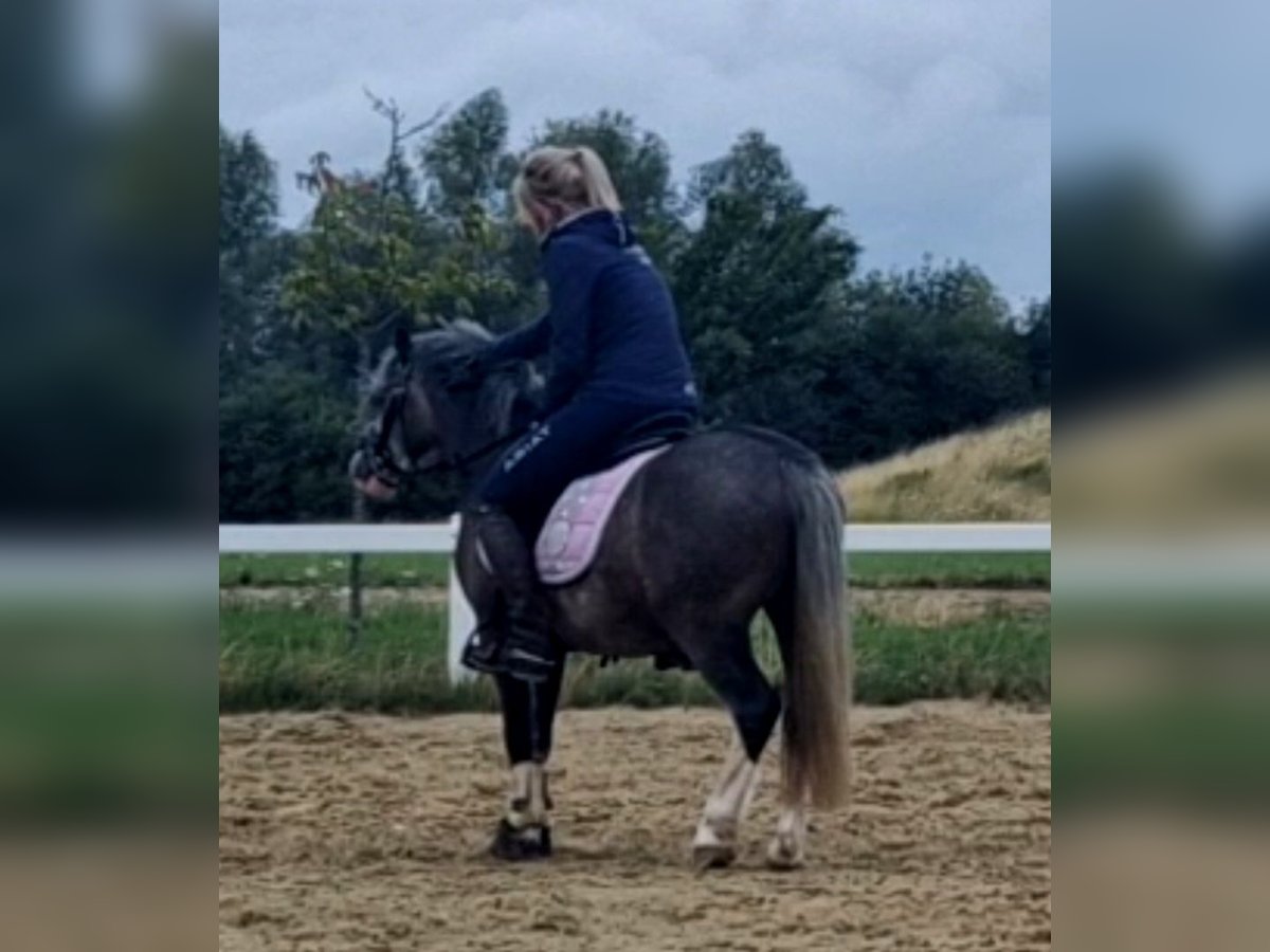 Welsh-B Ruin 4 Jaar 123 cm Zwartschimmel in Sendenhorst